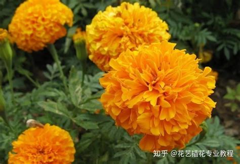 菊科植物有哪些|【花材认识】30种菊科植物介绍~